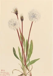Agoseris gracilens
