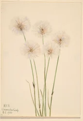 Erba di cotone sottile (Eriophorum chamissonis)
