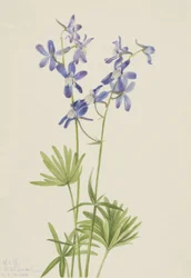 Speronella Delphinium depauperatum