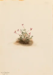Piccolo mirtillo rosso (Oxycoccus palustris)