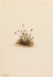 Piccolo mirtillo rosso Oxycoccus palustris, 1911