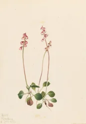 Pirola piccola (Pyrola minor)