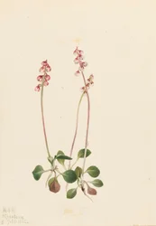 Piccola Pyrola Pyrola minor, 1922