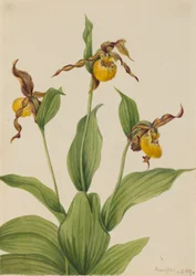 Piccolo Ladyslipper giallo (Cypripedium parviflorum)