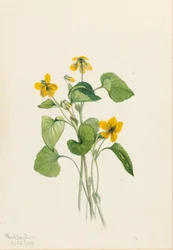 Viola gialla liscia (Viola eriocarpa)