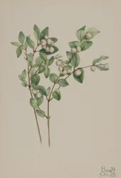 Uva di bosco (Symphoricarpos albus)