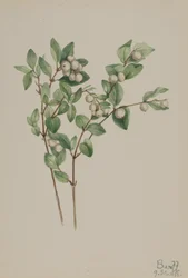 Symphoricarpos albus, 1918