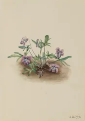 Viola della costa meridionale (Viola septemloba)