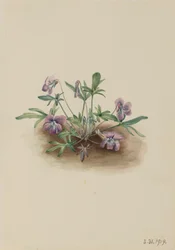 Viola della Costa Meridionale Viola septemloba