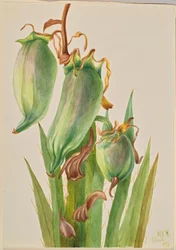 Baionetta spagnola (Yucca baccata)