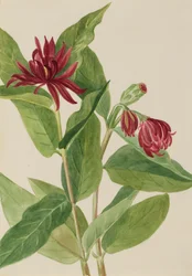Calycanthus occidentalis