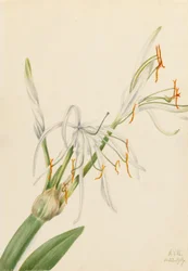 Giglio di ragno (Hymenocallis rotata)