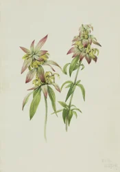 Monarda punctata (Monarda punctata)