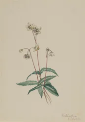 Pipsissewa maculata (Chimaphila maculata)