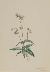 Pipsissewa Maculata