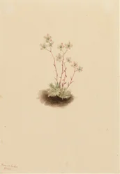 Sassifraga maculata (Saxifraga bronchialis)