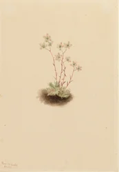Sassifraga Maculata Saxifraga bronchialis, 1903