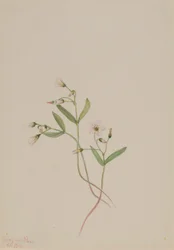 Bellezza di primavera (Claytonia lanceolata)