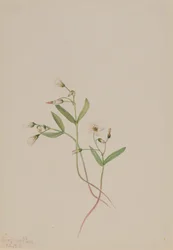 Bellezza primaverile Claytonia lanceolata, 1916