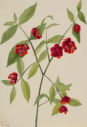 Cespuglio di fragole-cuori che scoppiano d
