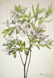 Azalea di palude (Azalea viscosa)
