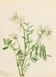 Hedysarum mackenzii