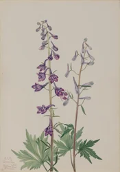 Delphinium elongatum, 1920