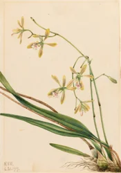Epidendro di Tampa (Epidendrum tampense)