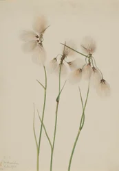 Cotonello (Eriophorum angustifolium)