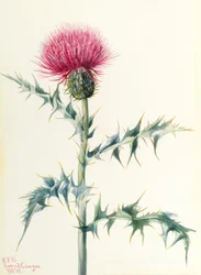 Cardo (Cirsium arizonica)