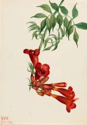 Trombetta (Bignonia radicans)