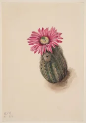 Cactus testa di tacchino (Echinocerus perbellus)