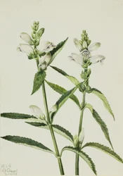 Chelone glabra, 1926