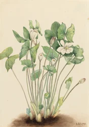 Foglia Gemella Jeffersonia diphylla, 1919