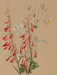 Senza titolo - Studio di un fiore