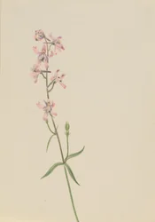 Senza titolo - Studio di un fiore