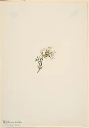 Senza titolo - Studio di un fiore