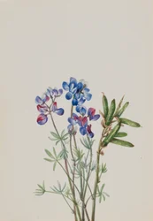 Senza titolo - Studio di un fiore