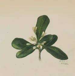 Senza titolo - Studio di fiori