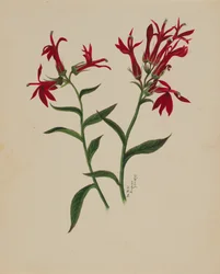 Senza titolo - Studio di fiori