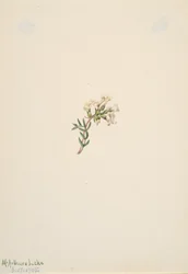 Senza Titolo - Studio di Fiori