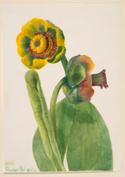 Senza titolo - Studio di fiori, 1939