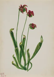 Senza Titolo - Studio di Fiori
