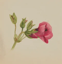 Senza titolo - Studio di fiori, ca. 1876