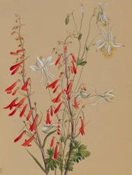 Studio di fiori