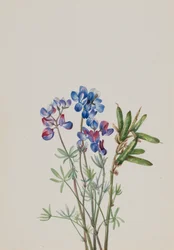 Senza titolo - Studio di Fiori