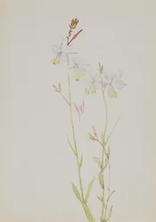 Studio di fiori senza titolo