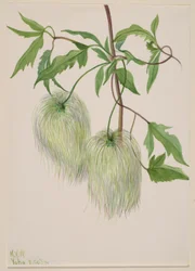 Senza titolo - Studio di una pianta