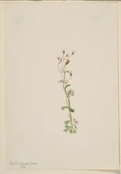 Senza titolo - Studio di una pianta