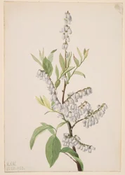 Senza titolo - Studio di una pianta